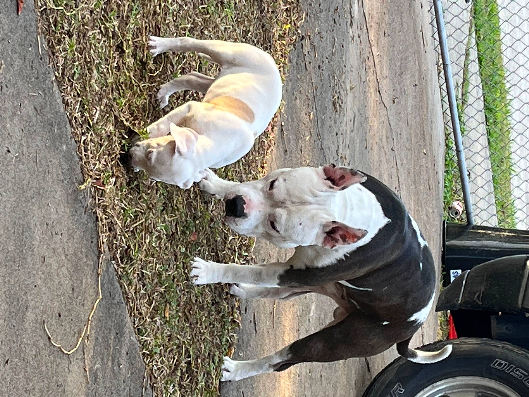 Sky is registered to the contest to win money with this photo: automotive_exterior, automotive_lighting, automotive_tire, automotive_wheel_system, bumper, canidae, carnivore, companion_dog, dog, dog_breed, fawn, fender, snout, sporting_group, tail, tire, vehicle, vehicle_door, wheel, working_animal