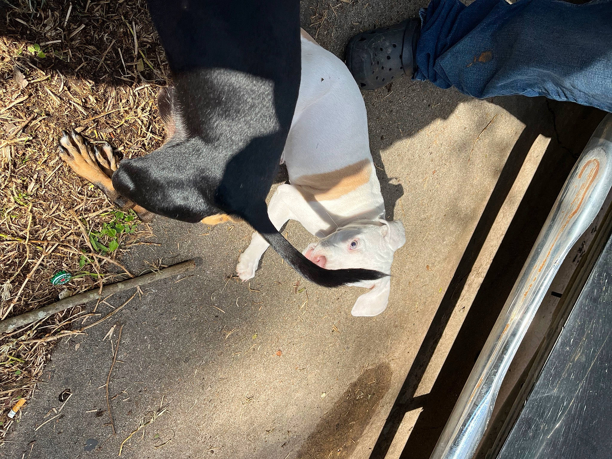 Sky joined the competition — help win amazing prizes! asphalt, automotive_lighting, automotive_tire, calf, carnivore, companion_dog, dog, dog_breed, fawn, foot, grass, hood, human_leg, knee, road_surface, snout, sporting_group, tail, thigh, tints_and_shades