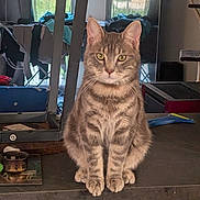 Gris Sous participe au concours pour gagner de l'argent avec cette photo : cat, tabby_cat, sitting, indoor, furniture, table, household, laundry, window, curtains, reflection, pet, domestic_animal, mammal, whiskers, ears, fur, eyes, front_view, looking