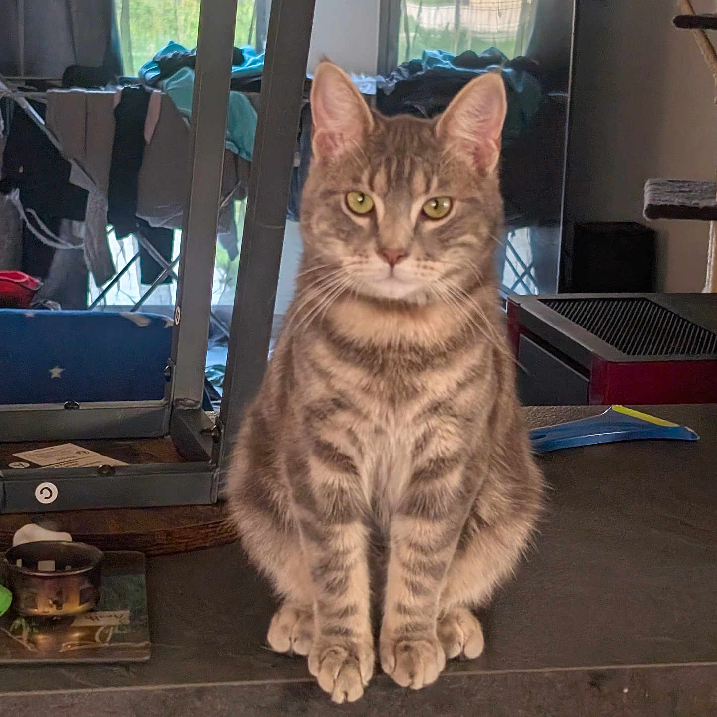 Gris Sous participe au concours pour gagner de l'argent avec cette photo : cat, curtains, domestic_animal, ears, eyes, front_view, fur, furniture, household, indoor, laundry, looking, mammal, pet, reflection, sitting, tabby_cat, table, whiskers, window