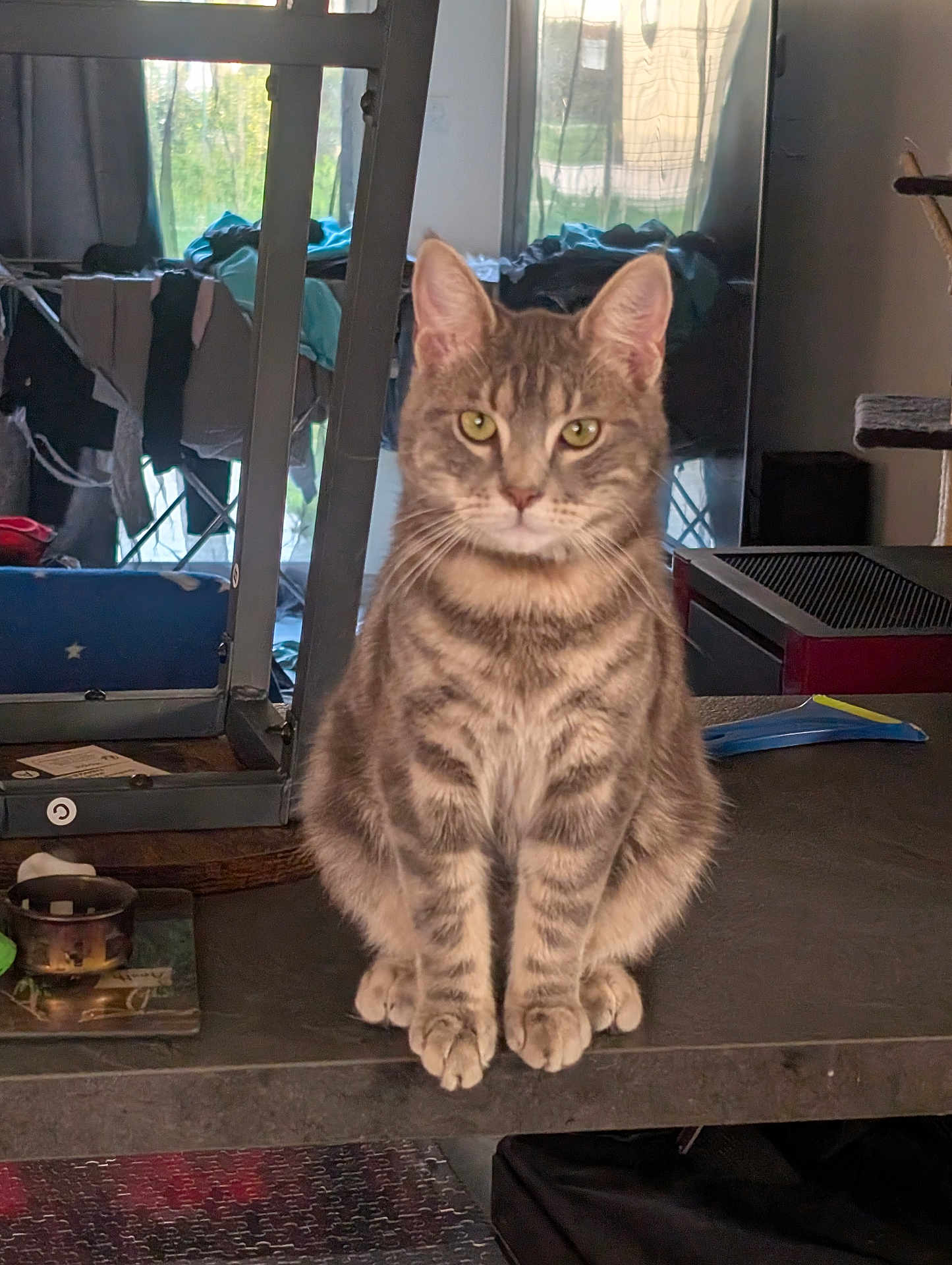 Gris Sous participe au concours pour gagner de l'argent avec cette photo : cat, tabby_cat, sitting, indoor, furniture, table, household, laundry, window, curtains, reflection, pet, domestic_animal, mammal, whiskers, ears, fur, eyes, front_view, looking