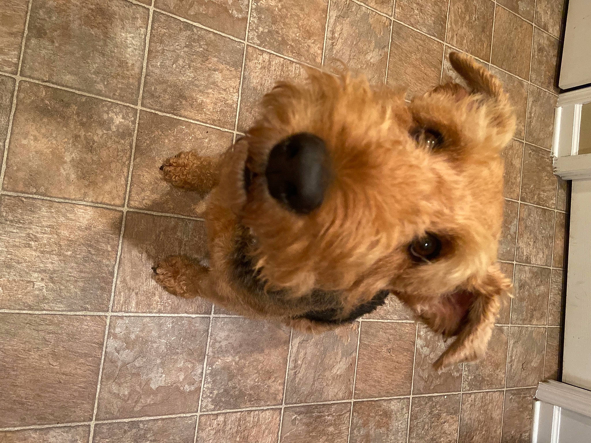 Abbey is registered to the contest to win money with this photo: airedale_terrier, canidae, carnivore, companion_dog, dog, dog_breed, fawn, flooring, fur, pet_supply, small_terrier, snout, sporting_group, terrestrial_animal, terrier, tile_flooring, toy, wall_plate, wood, working_animal