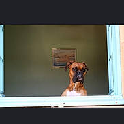 Paddock a rejoint le concours — aidez-le/la à gagner de superbes lots ! canidae, carnivore, companion_dog, display_device, dog, dog_breed, door, fawn, flooring, hardwood, rectangle, room, sporting_group, tints_and_shades, window, wood