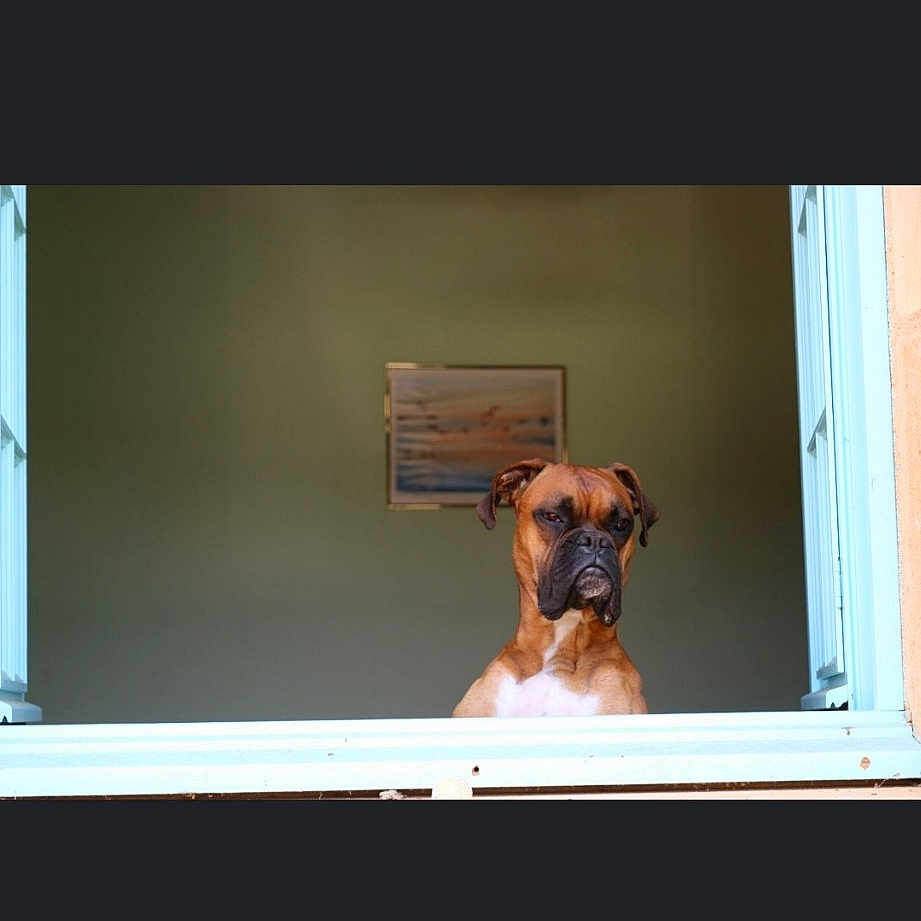 Paddock a rejoint le concours — aidez-le/la à gagner de superbes lots ! canidae, carnivore, companion_dog, display_device, dog, dog_breed, door, fawn, flooring, hardwood, rectangle, room, sporting_group, tints_and_shades, window, wood