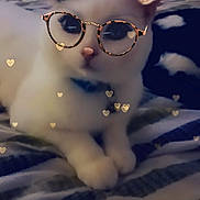 Gizmo is registered to the contest to win money with this photo: cat, animal, pet, feline, glasses, ram_horns, filter, hearts, blanket, striped, cute, indoor, lying_down, soft_light, close_up, playful, adorable, white_cat, collar, digital_effect