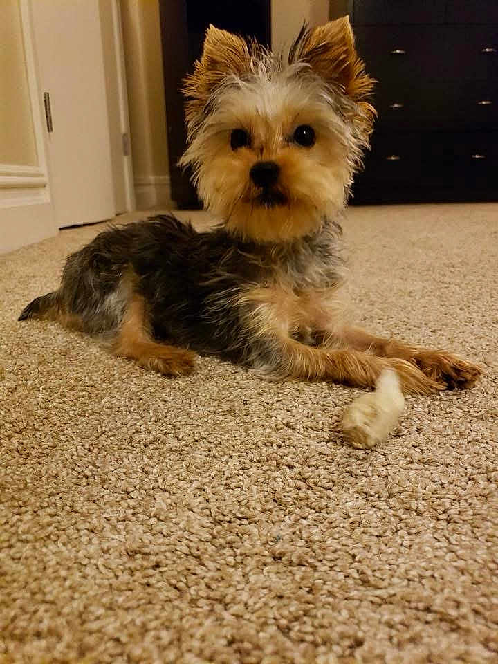 Retro joined the competition — help win amazing prizes! dog, small_dog, carpet, indoor, toy, fur, pet, animal, paw, curious, brown, black, beige, furniture, door, resting, cute, companion, house, room