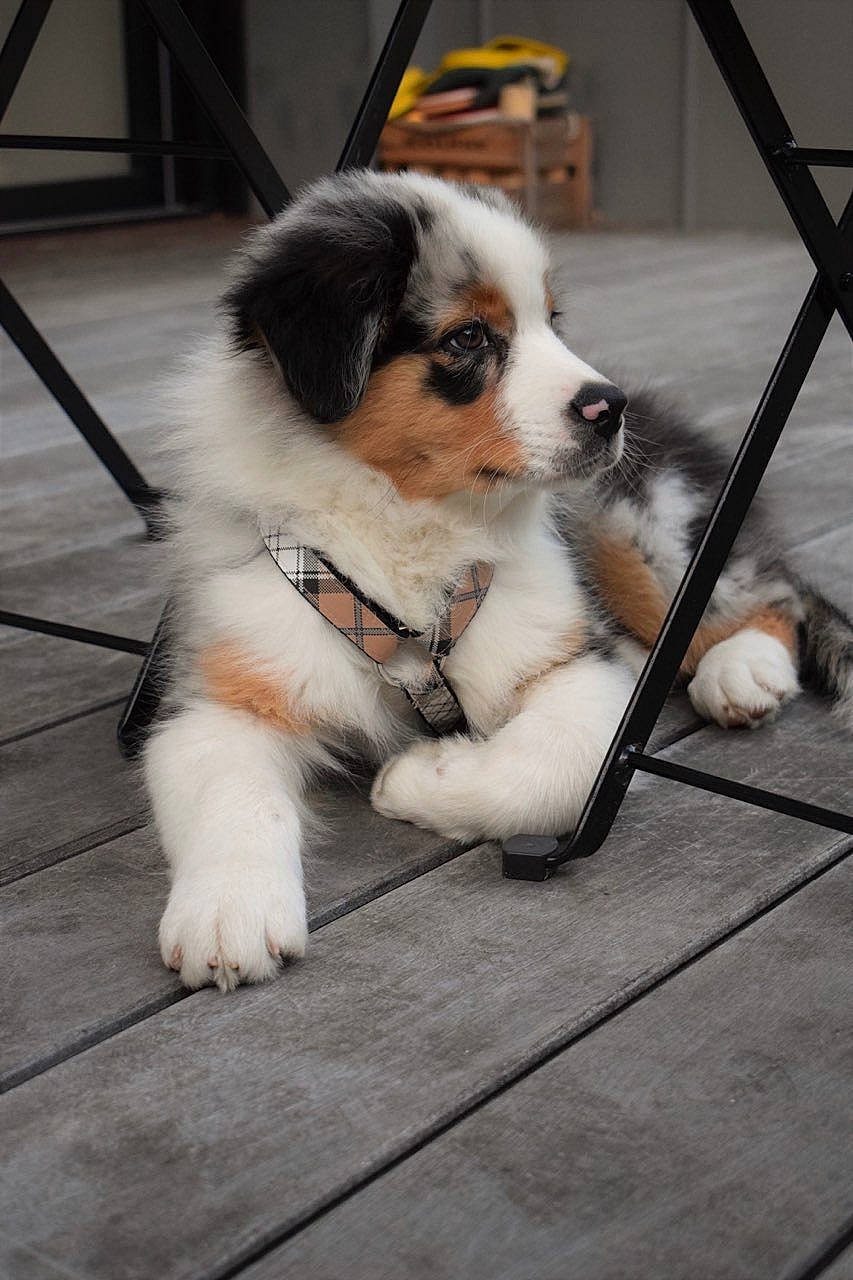 Sylver a rejoint le concours — aidez-le/la à gagner de superbes lots ! carnivore, cavalier_king_charles_spaniel, chair, companion_dog, dog, dog_breed, flooring, fur, recipe, sports_equipment, toy_dog, whiskers, wood, working_dog