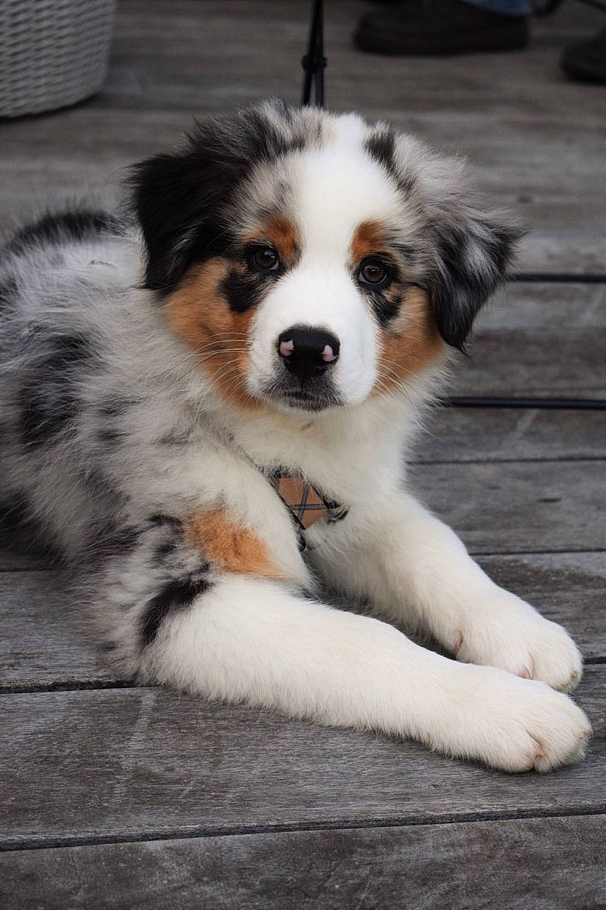 Sylver a rejoint le concours — aidez-le/la à gagner de superbes lots ! ancient_dog_breeds, australian_collie, australian_shepherd, canidae, carnivore, companion_dog, dog, dog_breed, fur, herding_dog, miniature_australian_shepherd, puppy, sporting_group, terrestrial_animal, toy_dog, whiskers, working_animal, working_dog