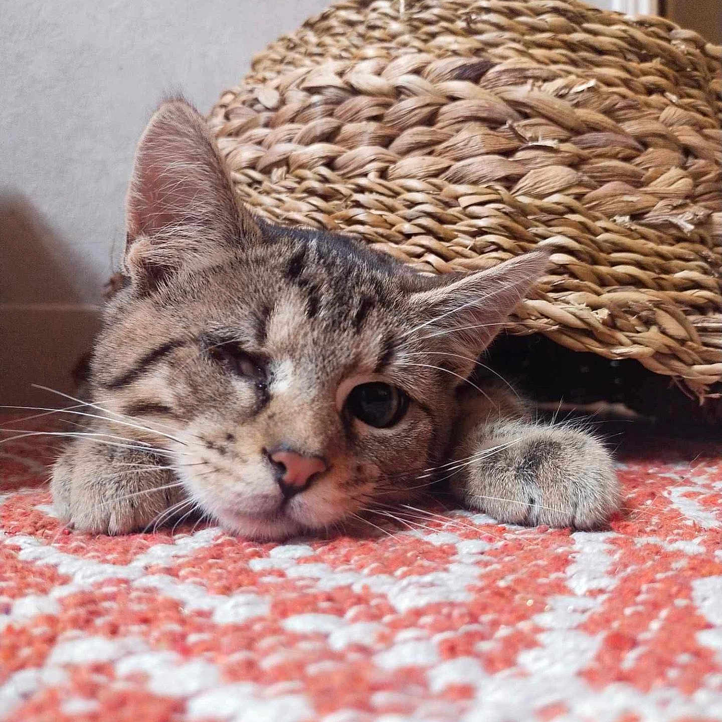 Volt participe au concours pour gagner de l'argent avec cette photo : animal, carpet, cat, closeup, cozy, cute, floor, fur, indoor, one_eye_closed, orange, paw, pet, relaxed, resting, sleepy, tabby_cat, whiskers, white, woven_basket