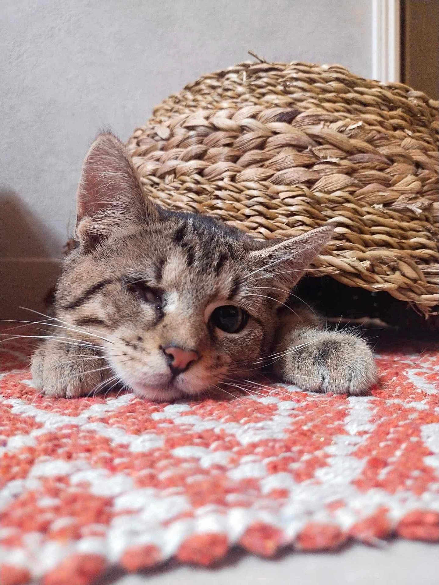 Volt participe au concours pour gagner de l'argent avec cette photo : cat, tabby_cat, pet, animal, cute, sleepy, indoor, woven_basket, carpet, orange, white, fur, whiskers, relaxed, closeup, floor, resting, one_eye_closed, paw, cozy