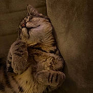 Volt participe au concours pour gagner de l'argent avec cette photo : cat, tabby, sleeping, fur, whiskers, paw, cozy, relaxed, pet, animal, indoor, closeup, cute, feline, resting, soft, mammal, domestic, peaceful, couch