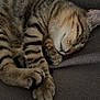 Volt a rejoint le concours — aidez-le/la à gagner de superbes lots ! cat, tabby, sleeping, paws, cozy, resting, pet, animal, feline, fur, striped, cute, relaxed, indoors, blanket, soft, closeup, whiskers, ears, nap