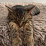Volt a rejoint le concours — aidez-le/la à gagner de superbes lots ! cat, tabby, sleeping, paws, fluffy, cushion, pet, animal, indoor, relaxing, cute, feline, fur, whiskers, rest, comfort, closeup, adorable, nap, soft
