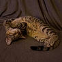 cat, tabby, sleeping, curled_up, pet, feline, fur, relaxation, cozy, indoor, animal, whiskers, tail, paws, soft, cute, mammal, resting, domestic, peaceful