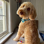Bella is registered to the contest to win money with this photo: dog, indoor, window, cushion, toy, collar, curly_fur, light, pet, looking_back, bench, cozy, animal, furniture, home, playing, brown, fluffy, portrait, relaxed