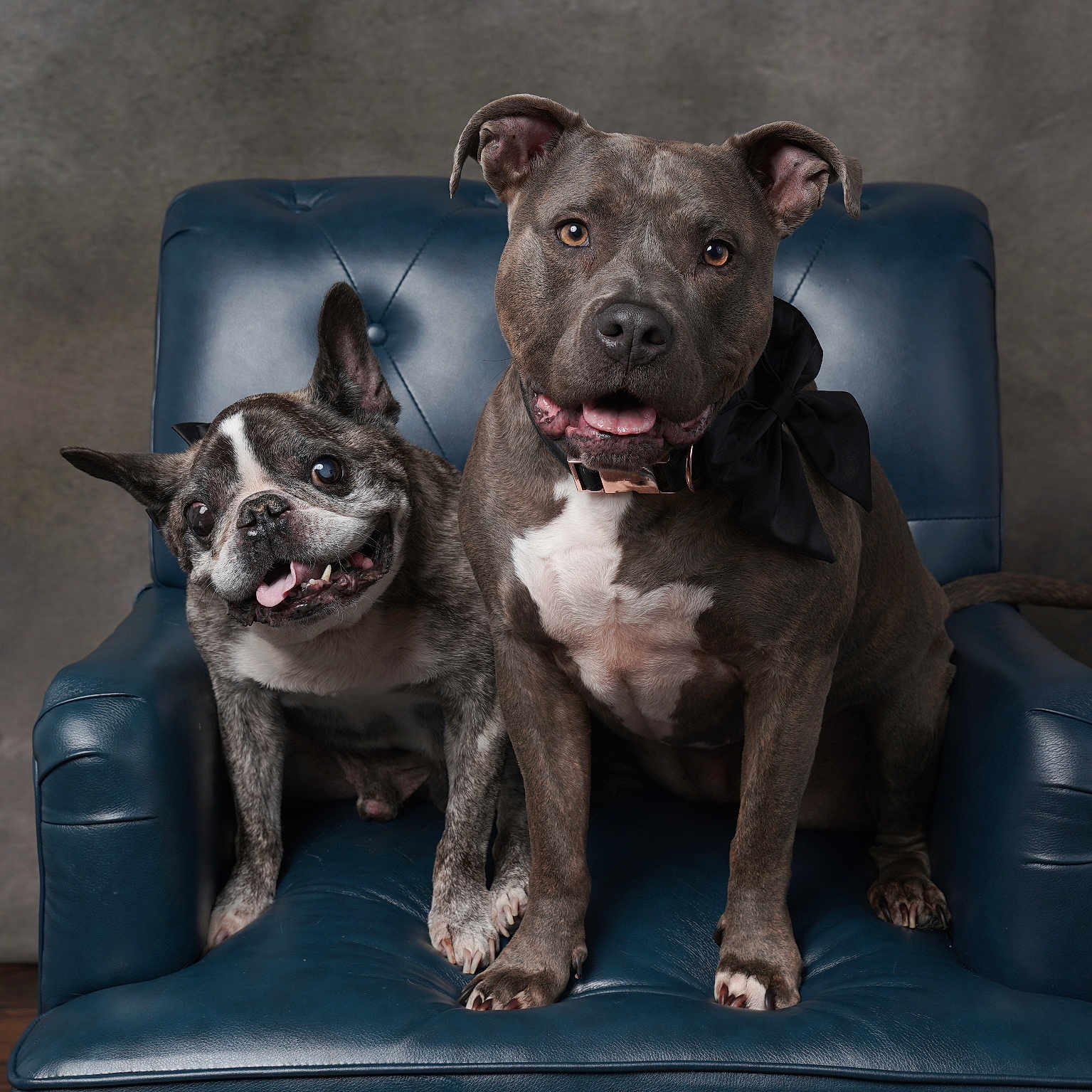 Duke And Paisley is registered to the contest to win money with this photo: animal, blue_leather, bow, brown, chair, companions, cute, dog, ears, fur, gray, happy, indoor, pets, portrait, seated, smiling, studio, tongue_out, two_dogs