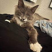 Gizmo is registered to the contest to win money with this photo: abyssinian, animal, cat, chair, clothing, couch, furniture, hardwood, homedecor, jeans, kitten, linen, manx, pants, person, pet, shelf, siamese, sleeping, wood