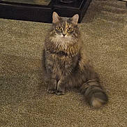 Chanel No Five is registered to the contest to win money with this photo: alert, animal, carpet, cat, cute, domestic_cat, ears, feline, fluffy_cat, fur, furniture, golden_eyes, indoor, long_hair, looking_at_camera, mammal, pet, sitting, tail, whiskers