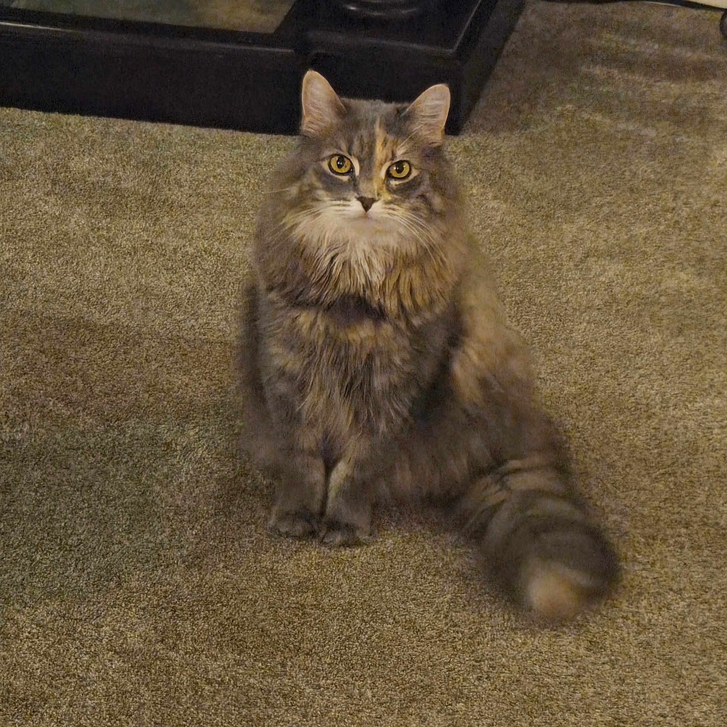 Chanel No Five is registered to the contest to win money with this photo: alert, animal, carpet, cat, cute, domestic_cat, ears, feline, fluffy_cat, fur, furniture, golden_eyes, indoor, long_hair, looking_at_camera, mammal, pet, sitting, tail, whiskers