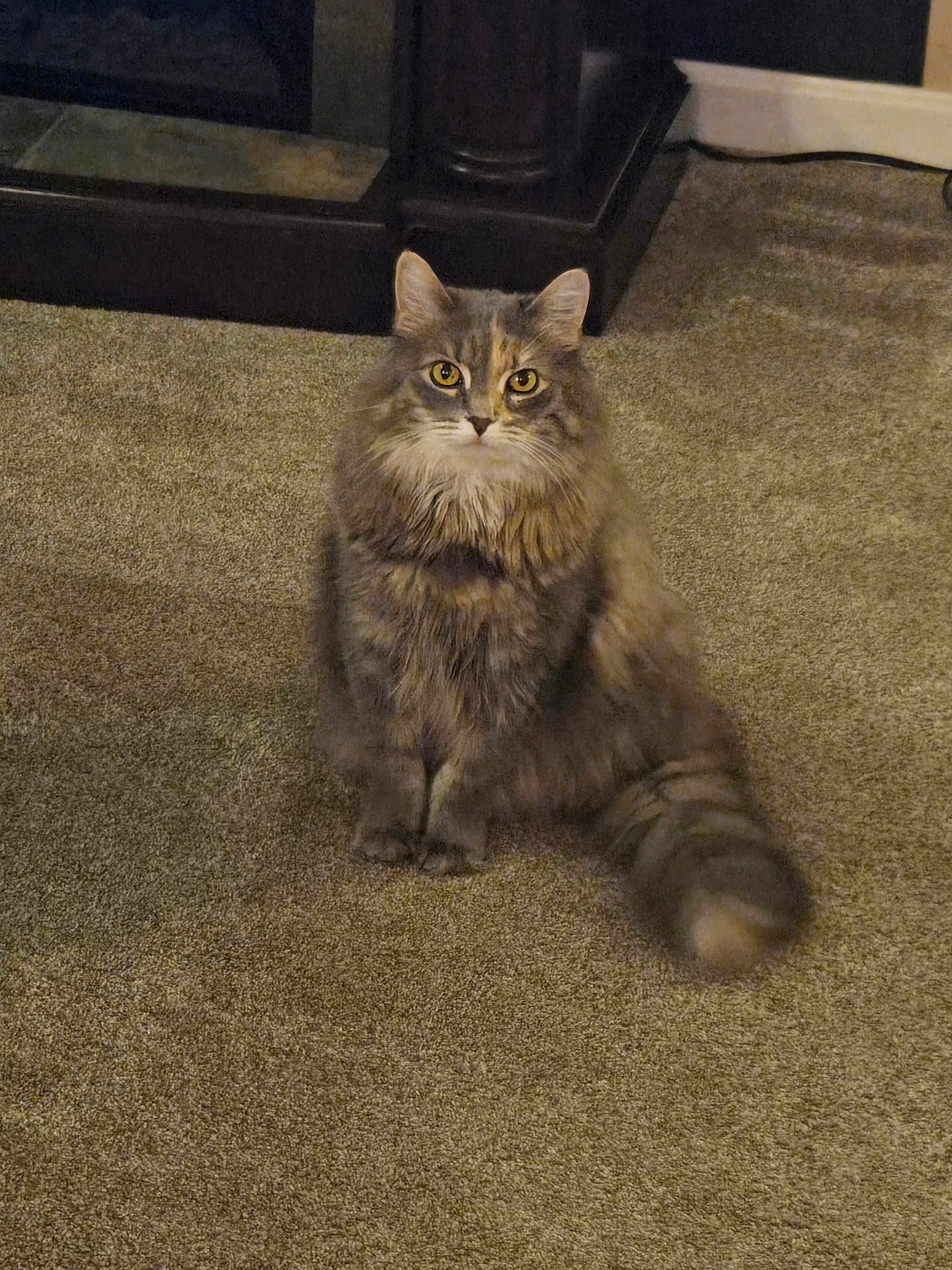 Chanel No Five is registered to the contest to win money with this photo: alert, animal, carpet, cat, cute, domestic_cat, ears, feline, fluffy_cat, fur, furniture, golden_eyes, indoor, long_hair, looking_at_camera, mammal, pet, sitting, tail, whiskers