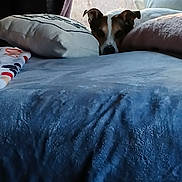 Jasmine joined the competition — help win amazing prizes! animal, bed, blanket, cozy, curious, cute, dog, ears, fabric, face, furniture, home, indoor, light, pet, pillow, relaxing, resting, soft, window