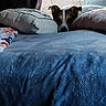 animal, bed, blanket, cozy, curious, cute, dog, ears, fabric, face, furniture, home, indoor, light, pet, pillow, relaxing, resting, soft, window