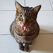 Nummus participe au concours pour gagner de l'argent avec cette photo : cat, tabby, tongue_out, pet, animal, feline, cute, playful, indoor, floor, tile, whiskers, sitting, looking_at_camera, closeup, domestic_animal, striped, ears, paws, fur
