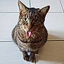 cat, tabby, tongue_out, pet, animal, feline, cute, playful, indoor, floor, tile, whiskers, sitting, looking_at_camera, closeup, domestic_animal, striped, ears, paws, fur