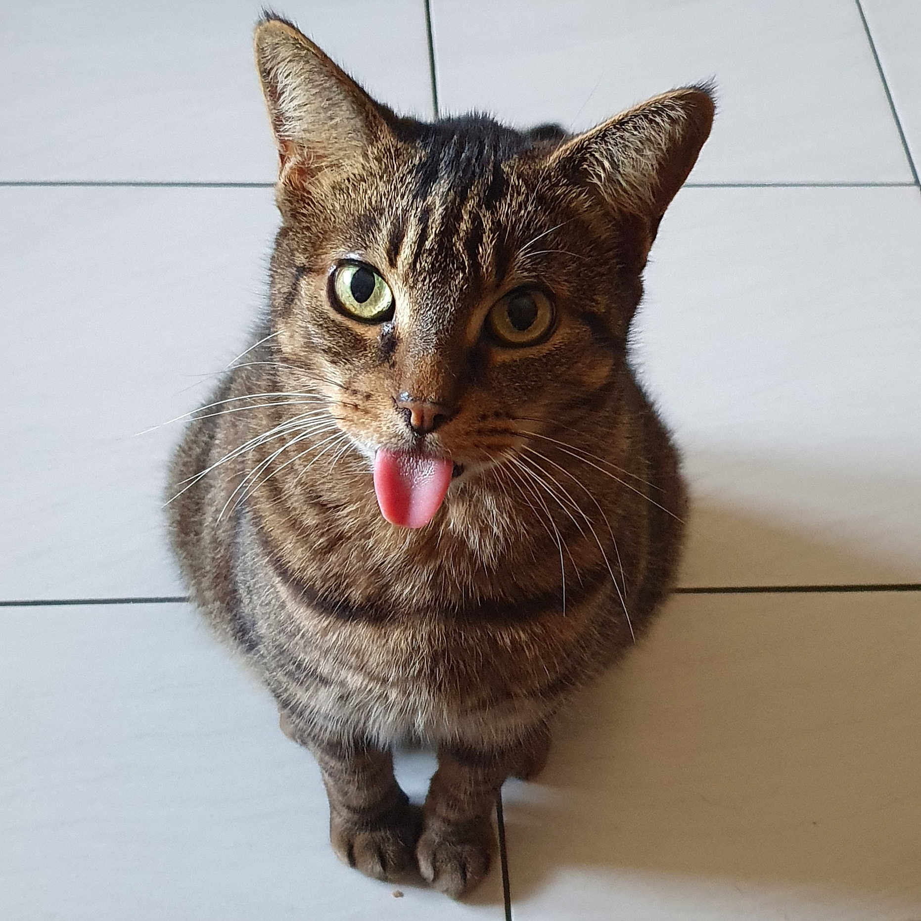 Nummus participe au concours pour gagner de l'argent avec cette photo : animal, cat, closeup, cute, domestic_animal, ears, feline, floor, fur, indoor, looking_at_camera, paws, pet, playful, sitting, striped, tabby, tile, tongue_out, whiskers