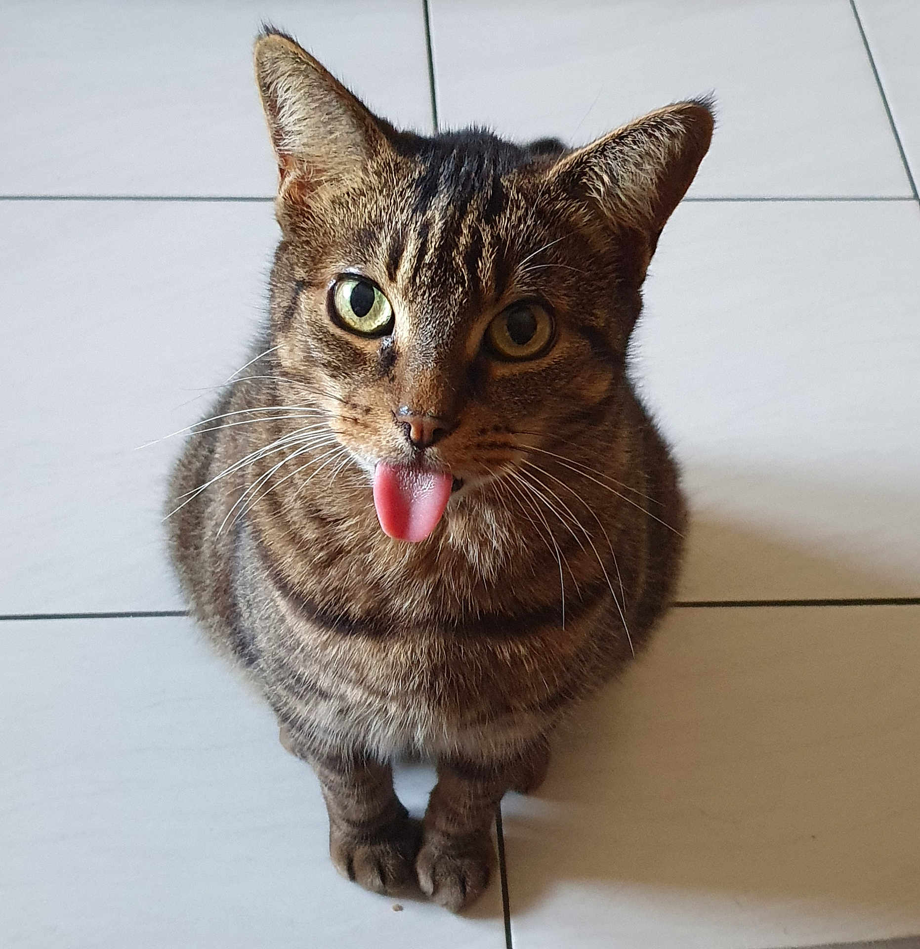 Nummus participe au concours pour gagner de l'argent avec cette photo : cat, tabby, tongue_out, pet, animal, feline, cute, playful, indoor, floor, tile, whiskers, sitting, looking_at_camera, closeup, domestic_animal, striped, ears, paws, fur