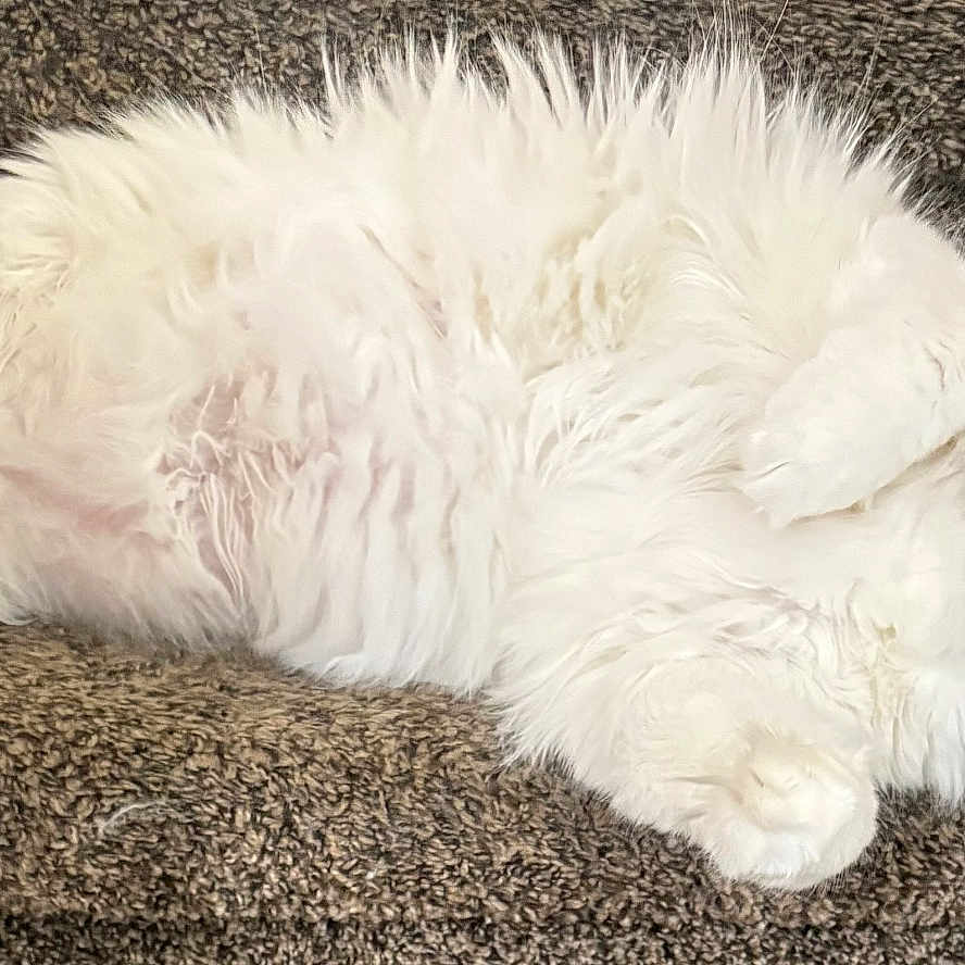 Daisy is registered to the contest to win money with this photo: animal, blue_eyes, carpet, cat, cozy, cute, domestic_animal, feline, fluffy, fur, indoor, looking, lying_down, paw, pet, relaxed, resting, stairs, whiskers, white_cat