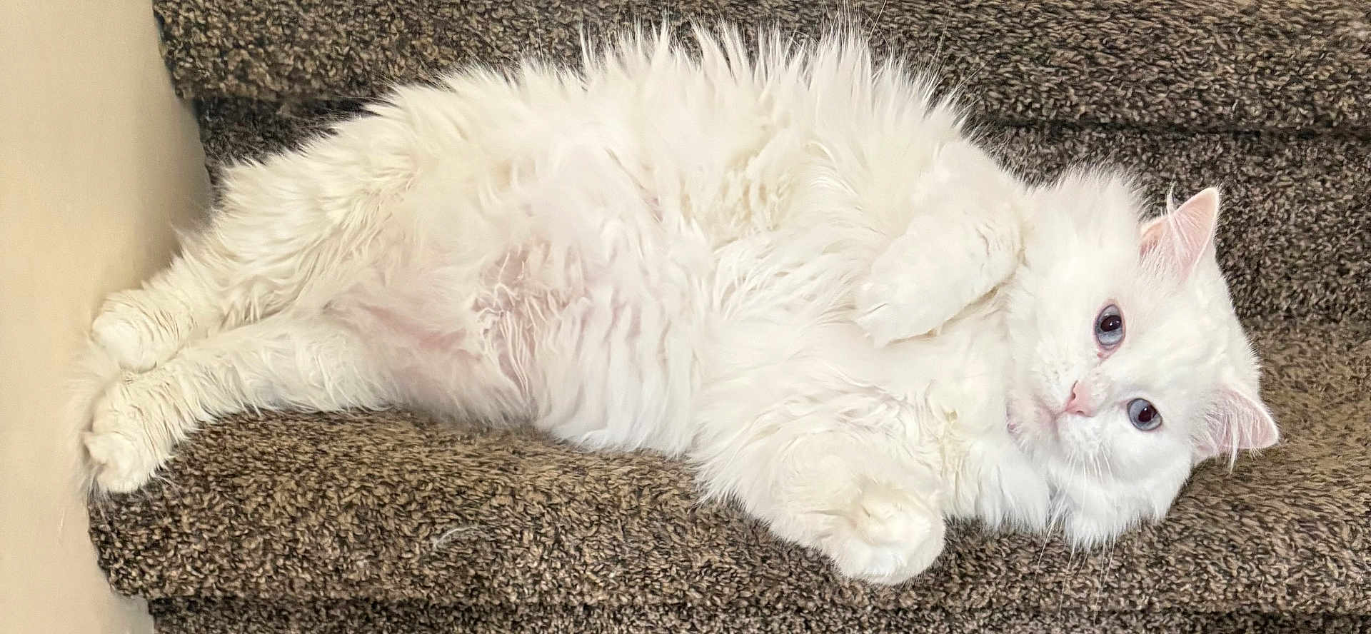 Daisy is registered to the contest to win money with this photo: cat, white_cat, fluffy, blue_eyes, pet, animal, carpet, stairs, indoor, relaxed, lying_down, feline, cute, domestic_animal, whiskers, paw, fur, resting, looking, cozy
