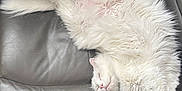 Daisy is registered to the contest to win money with this photo: cat, white_cat, fluffy_fur, sleeping, relaxed, couch, leather, indoor, pet, animal, feline, cozy, resting, paw, belly_up, home, fur, cute, comfy, nap