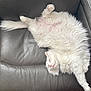 cat, white_cat, fluffy_fur, sleeping, relaxed, couch, leather, indoor, pet, animal, feline, cozy, resting, paw, belly_up, home, fur, cute, comfy, nap