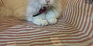 Daisy is registered to the contest to win money with this photo: animal, bell, carpet, cat, collar, curious, cute, domestic, feline, fluffy, indoor, pet, portrait, relaxed, resting, small, soft, striped, tote_bag, white_cat