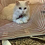 Daisy is registered to the contest to win money with this photo: cat, white_cat, fluffy, pet, indoor, striped, tote_bag, curious, collar, bell, feline, animal, cute, relaxed, carpet, domestic, small, resting, soft, portrait