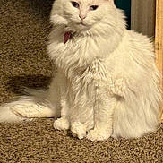 Daisy joined the competition — help win amazing prizes! animal, carpet, cat, cute, domestic_cat, ears, feline, fluffy_fur, fur, house_pet, indoor, looking_away, mammal, pet, portrait, relaxed, sitting, tail, whiskers, white_cat