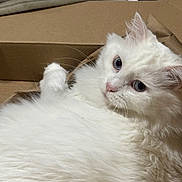 Daisy joined the competition — help win amazing prizes! cat, white_cat, fluffy, blue_eyes, pet, animal, cardboard_box, indoor, cozy, fur, whiskers, relaxed, cute, mammal, domestic_animal, close_up, face, paw, laying_down, curious