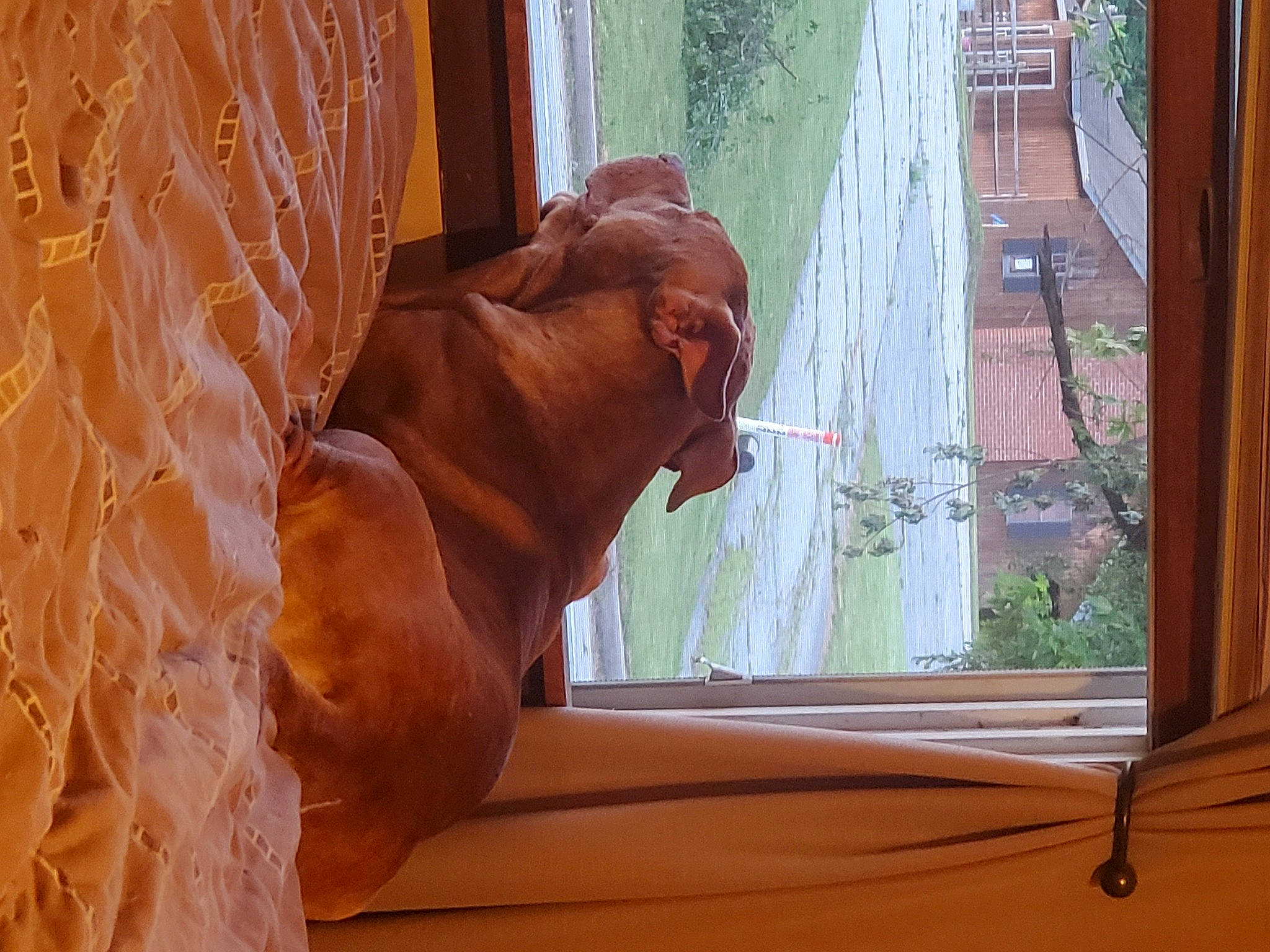 Yogi joined the competition — help win amazing prizes! art, brown, carnivore, comfort, dog, dog_breed, fawn, hardwood, liver, plant, sash_window, shade, snout, sporting_group, tints_and_shades, window, wood, wood_stain, working_animal, wrinkle