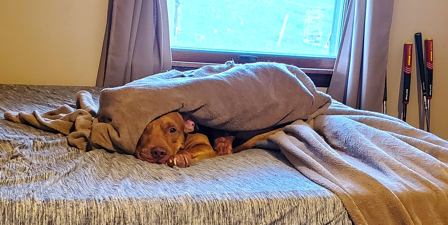 Yogi is registered to the contest to win money with this photo: bed, bedding, bedroom, carnivore, comfort, companion_dog, dog, dog_breed, fawn, felidae, flooring, fur, hardwood, linens, small_to_medium_sized_cats, sporting_group, textile, whiskers, window, wood