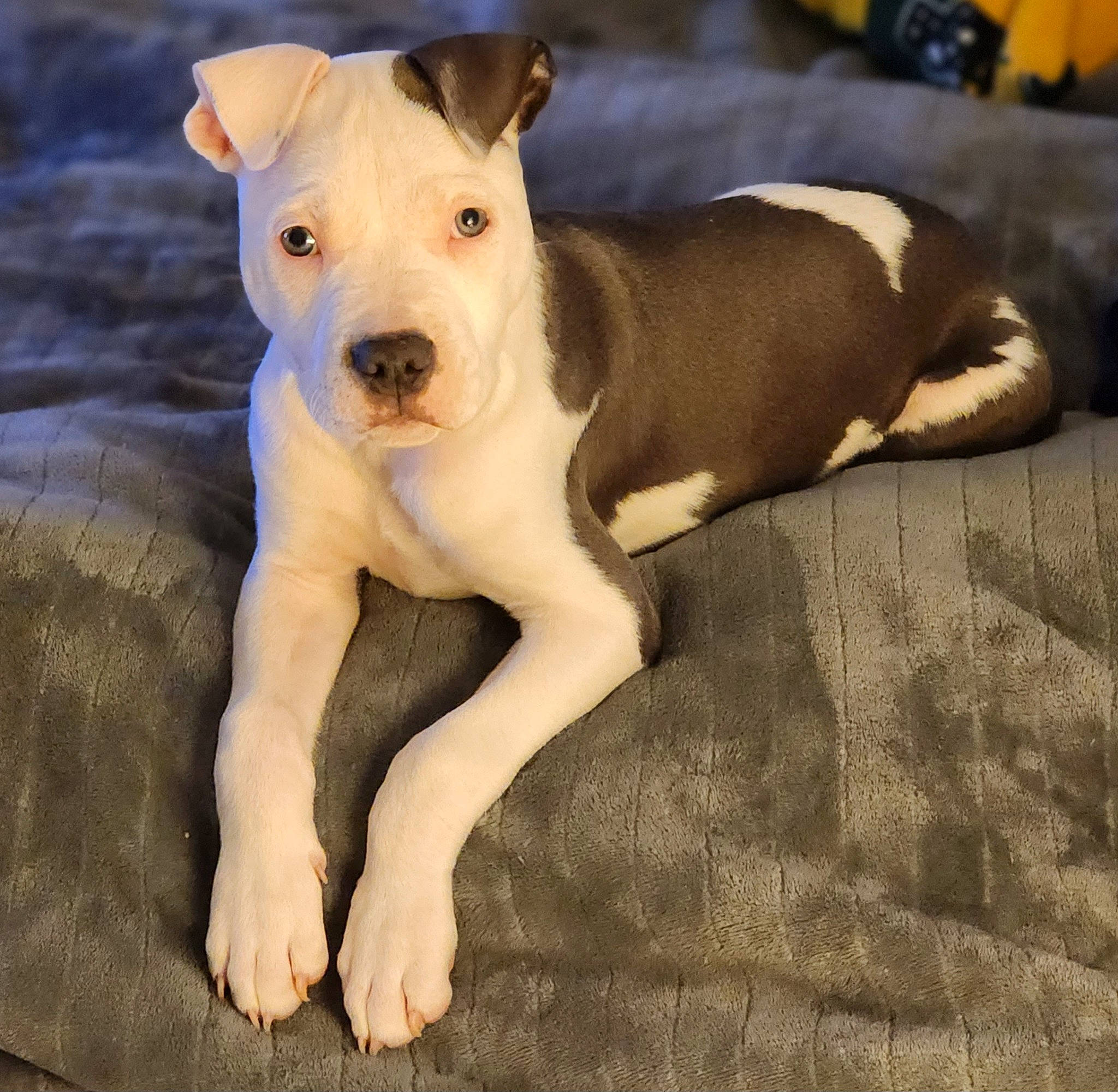 Boozer is registered to the contest to win money with this photo: ancient_dog_breeds, canidae, carnivore, collar, companion_dog, dog, dog_breed, dog_collar, fawn, non_sporting_group, old_english_terrier, paw, puppy, sporting_group, tail, terrestrial_animal, terrier, working_animal