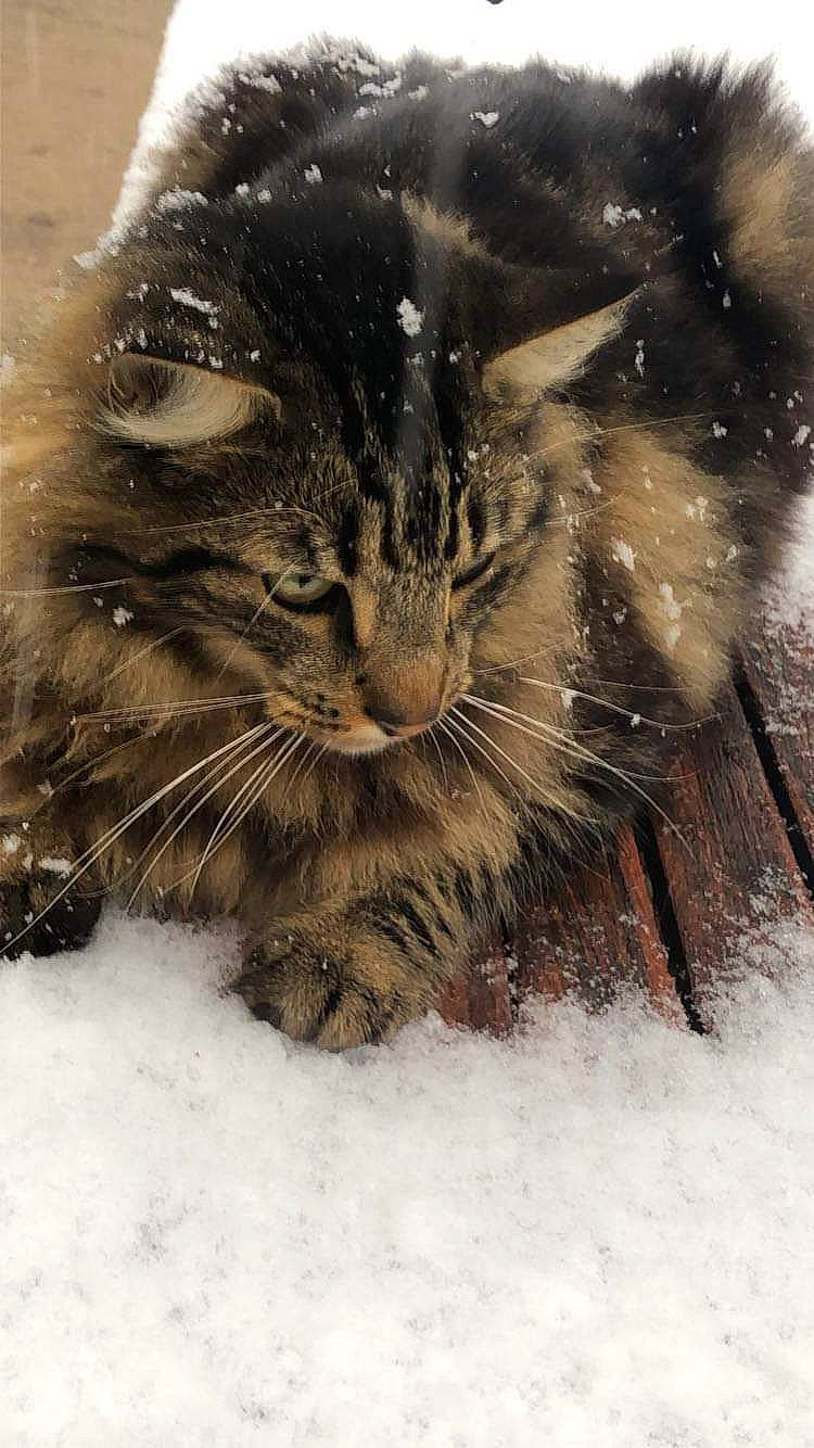 Riki a rejoint le concours — aidez-le/la à gagner de superbes lots ! carnivore, cat, claw, domestic_short_haired_cat, fawn, felidae, freezing, fur, grass, paw, small_to_medium_sized_cats, snout, snow, tail, terrestrial_animal, tree, whiskers, wildlife, window, winter