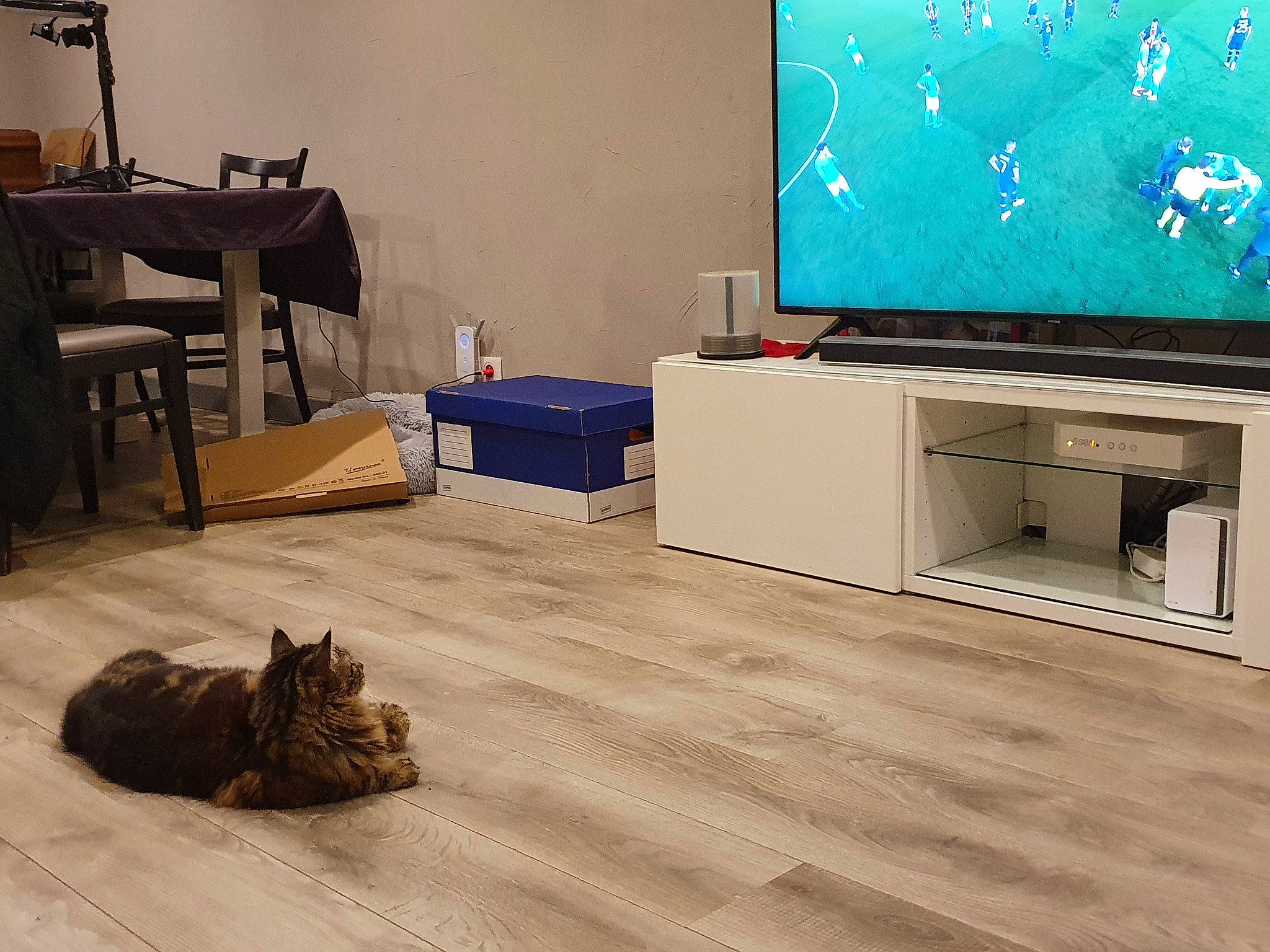 Riki a rejoint le concours — aidez-le/la à gagner de superbes lots ! cabinetry, carnivore, cat, comfort, computer_desk, computer_monitor_accessory, felidae, flat_panel_display, floor, flooring, furniture, grey, hardwood, interior_design, living_room, output_device, small_to_medium_sized_cats, television, television_set, wood