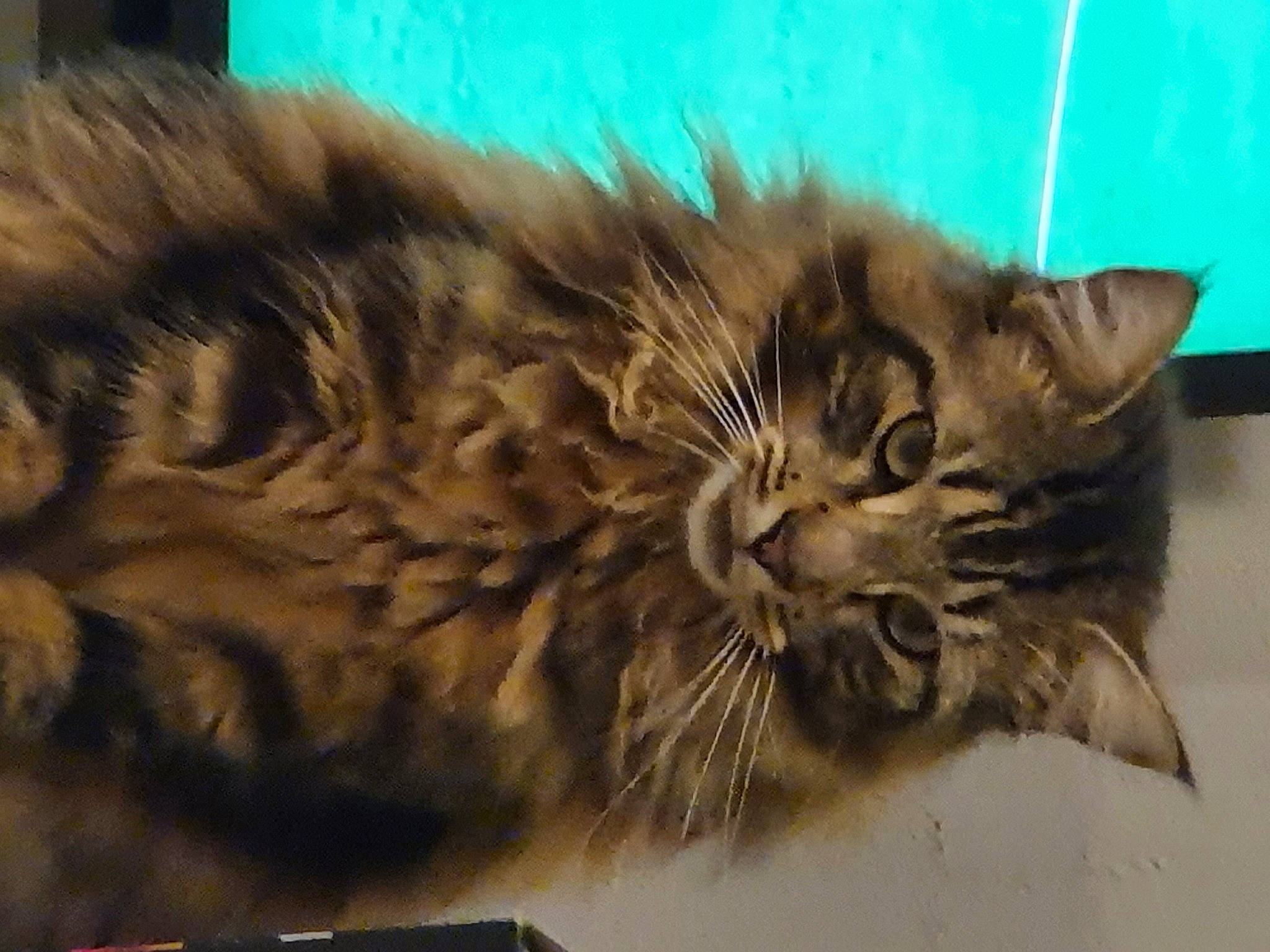 Riki a rejoint le concours — aidez-le/la à gagner de superbes lots ! carnivore, cat, claw, domestic_short_haired_cat, fawn, felidae, fur, maine_coon, paw, siberian, small_to_medium_sized_cats, snout, tail, terrestrial_animal, whiskers