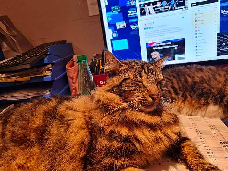 Riki participe au concours pour gagner de l'argent avec cette photo : carnivore, cat, computer, computer_keyboard, computer_monitor, display_device, domestic_short_haired_cat, event, felidae, flat_panel_display, fur, laptop, mammal, paw, peripheral, personal_computer, small_to_medium_sized_cats, terrestrial_animal, whiskers, wildlife