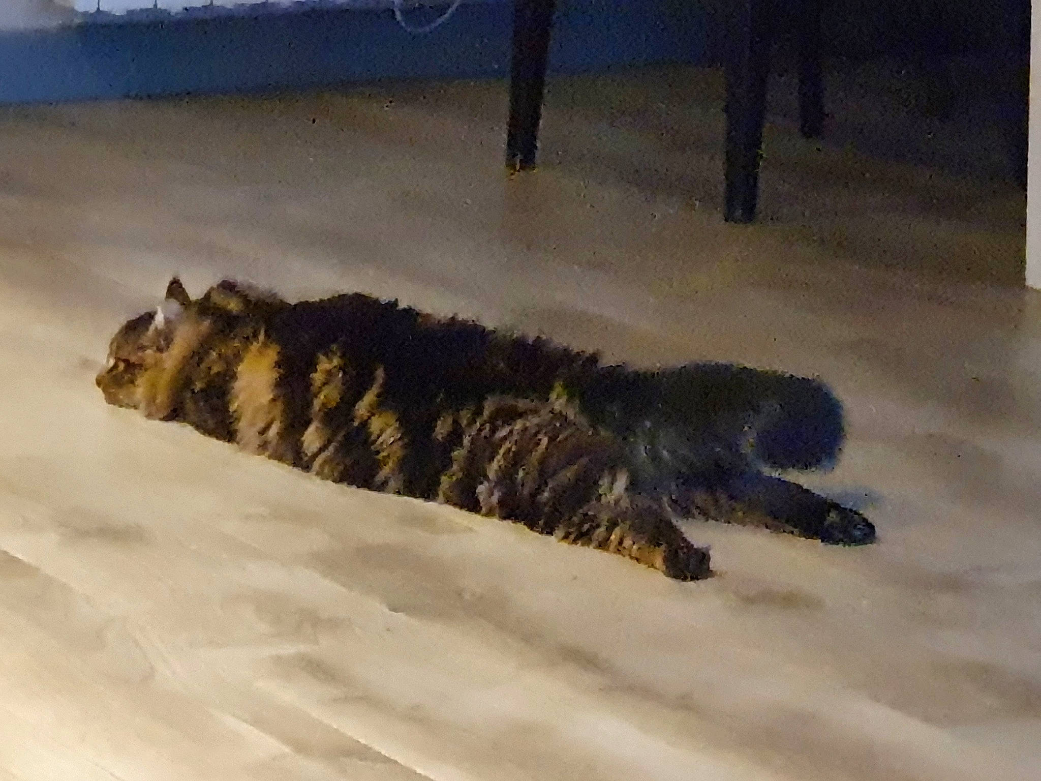 Riki participe au concours pour gagner de l'argent avec cette photo : canidae, carnivore, cat, claw, dog_breed, domestic_short_haired_cat, felidae, floor, flooring, fur, paw, shadow, small_to_medium_sized_cats, snout, snow, tail, terrestrial_animal, tree, whiskers, wood