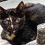 Princess joined the competition — help win amazing prizes! cat, kitten, tortoiseshell, green_eyes, close_up, pet, animal, feline, resting, lying_down, curious, indoor, woven_basket, texture, soft_surface, small, cute, whiskers, ears, fur
