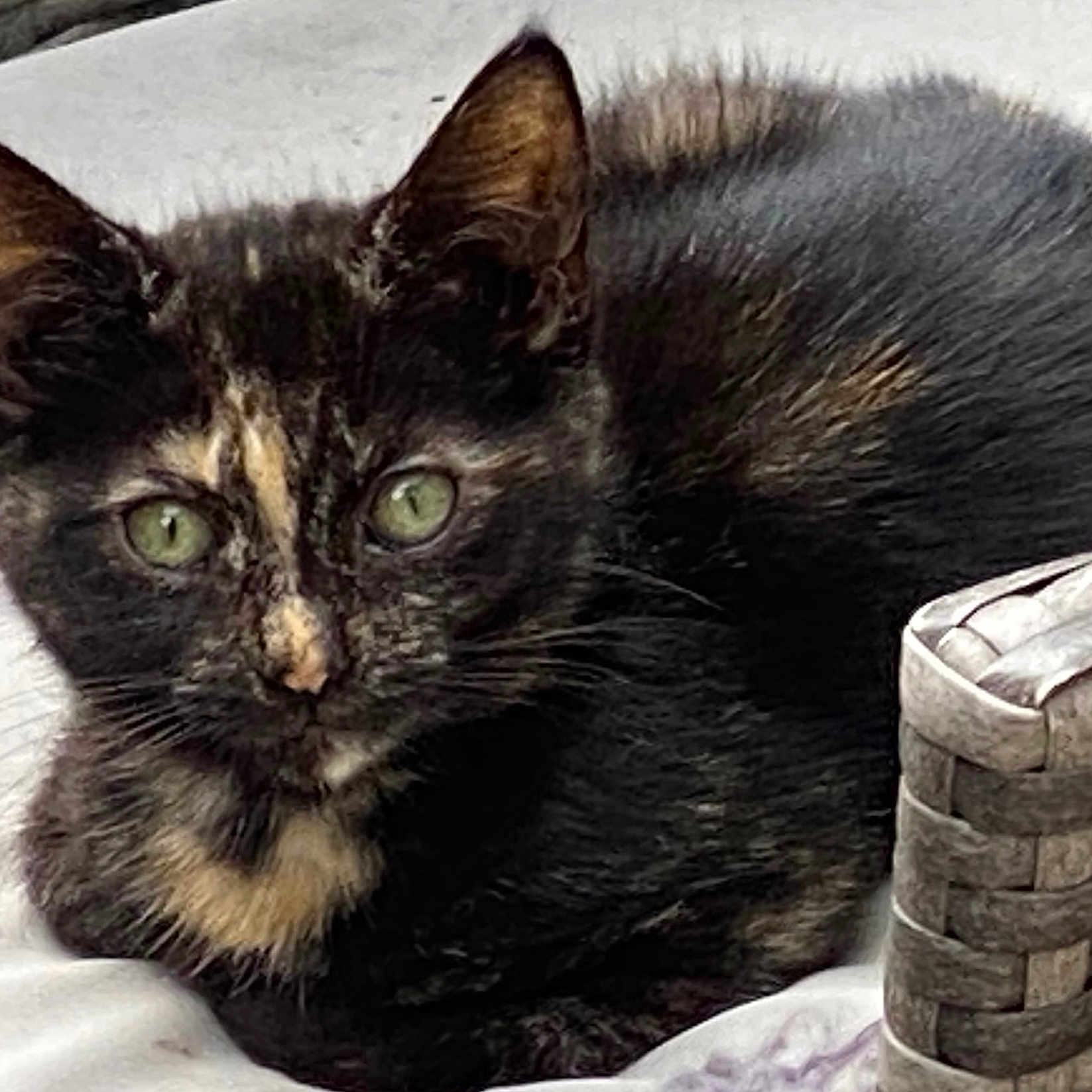 Princess joined the competition — help win amazing prizes! animal, cat, close_up, curious, cute, ears, feline, fur, green_eyes, indoor, kitten, lying_down, pet, resting, small, soft_surface, texture, tortoiseshell, whiskers, woven_basket