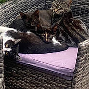 Princess joined the competition — help win amazing prizes! cat, feline, animal, pet, resting, sleeping, chair, cushion, wicker, purple, fur, black_cat, tabby_cat, calico_cat, outdoor, relaxation, group, pile, cute, companion