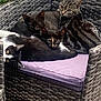 cat, feline, animal, pet, resting, sleeping, chair, cushion, wicker, purple, fur, black_cat, tabby_cat, calico_cat, outdoor, relaxation, group, pile, cute, companion